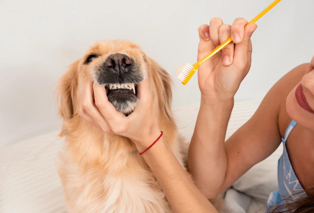 Best Natural Dog Toothpaste, Eco pet pathway